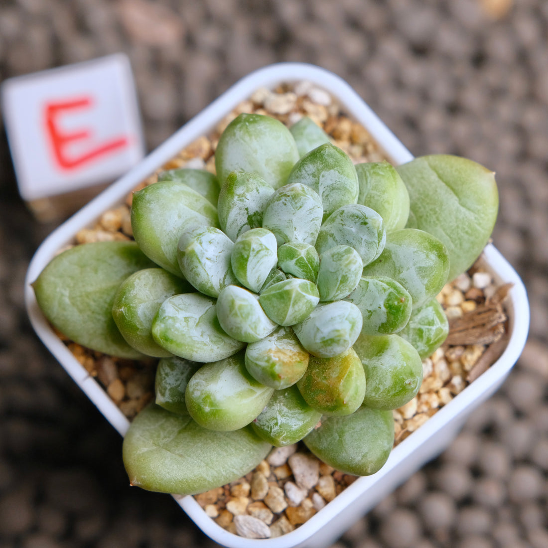 Pachyveria Cocoa Beans Imported Succulent Plant - E