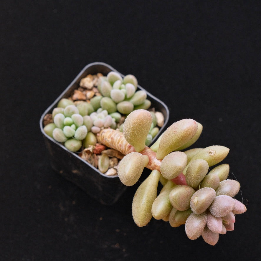 Graptosedum Angel Kiwi Korean Succulent Plant Air Magic hybrid