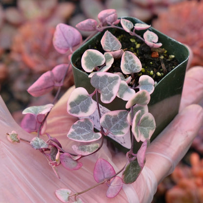 2 inch Variegated String of Hearts Succulent Plant