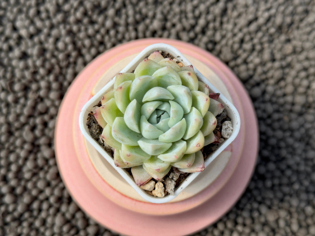 Echeveria Ghost Imported Succulent Plant