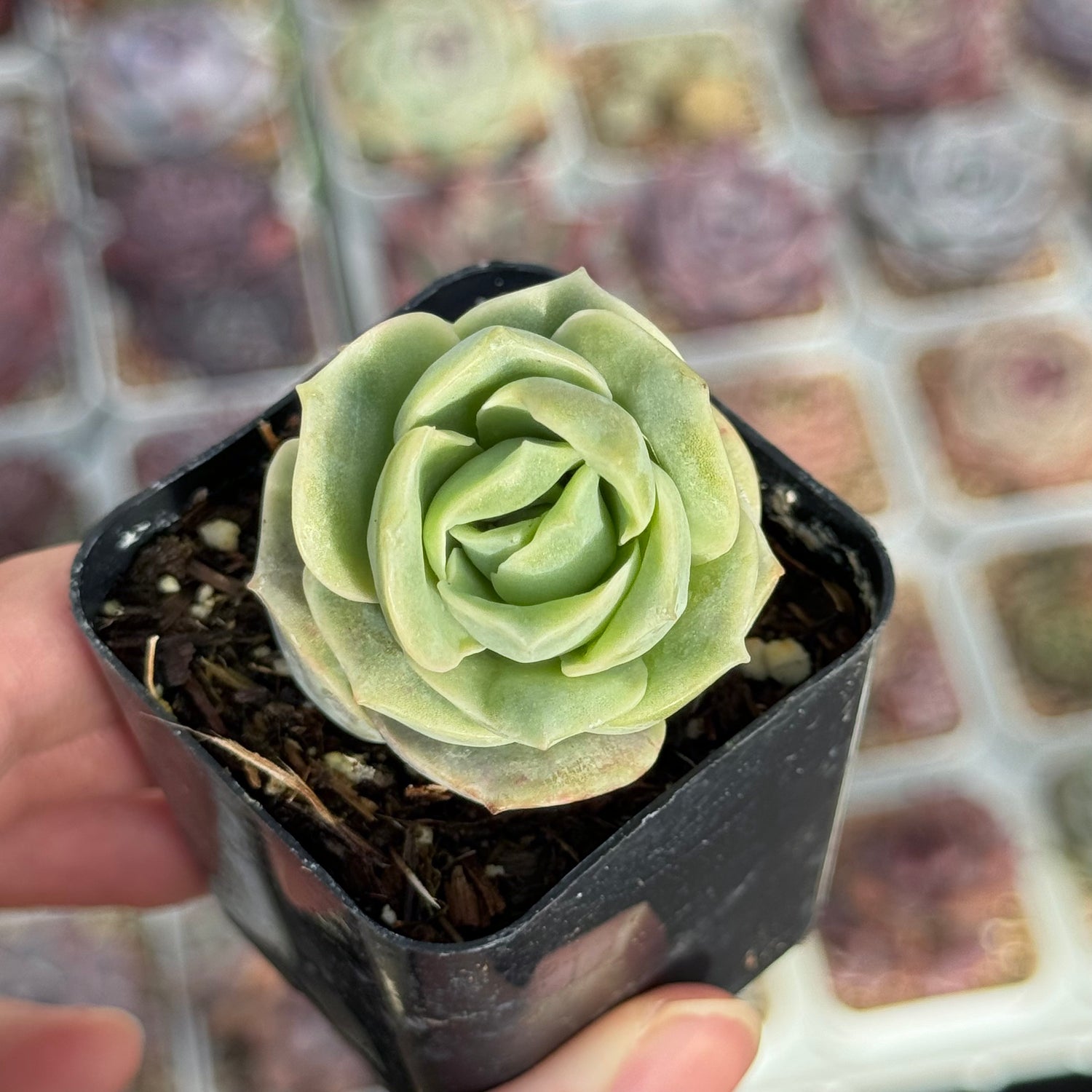 Graptoveria Lovely Rose Succulent Plant