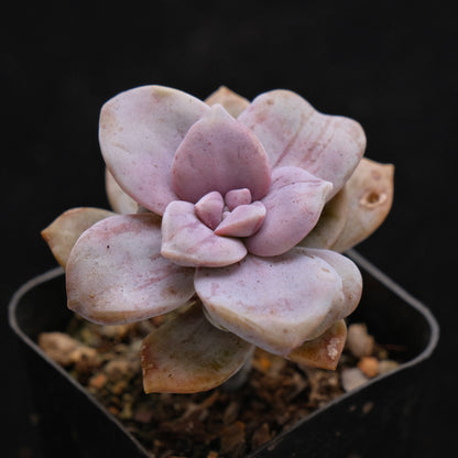 Graptopetalum Sophia Succulent Plant