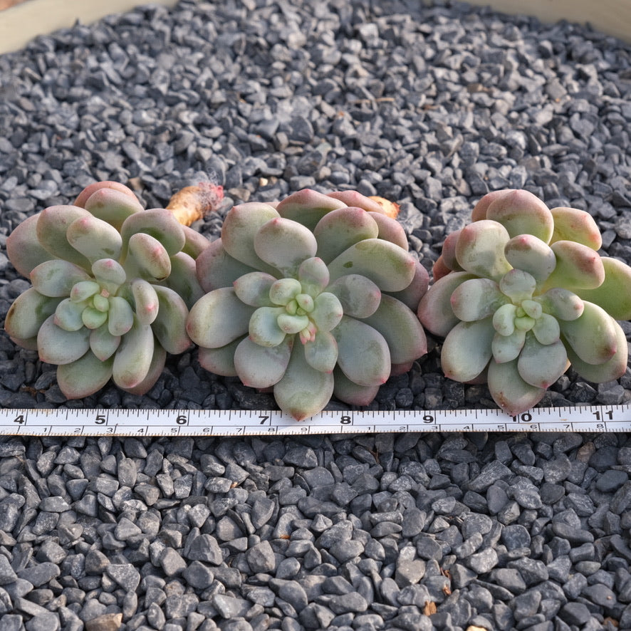 Pachyveria Sweet Symphony Korean Succulent Plant *New*