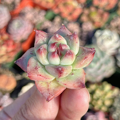 Echeveria Betelgeuse Succulent Plant *New*