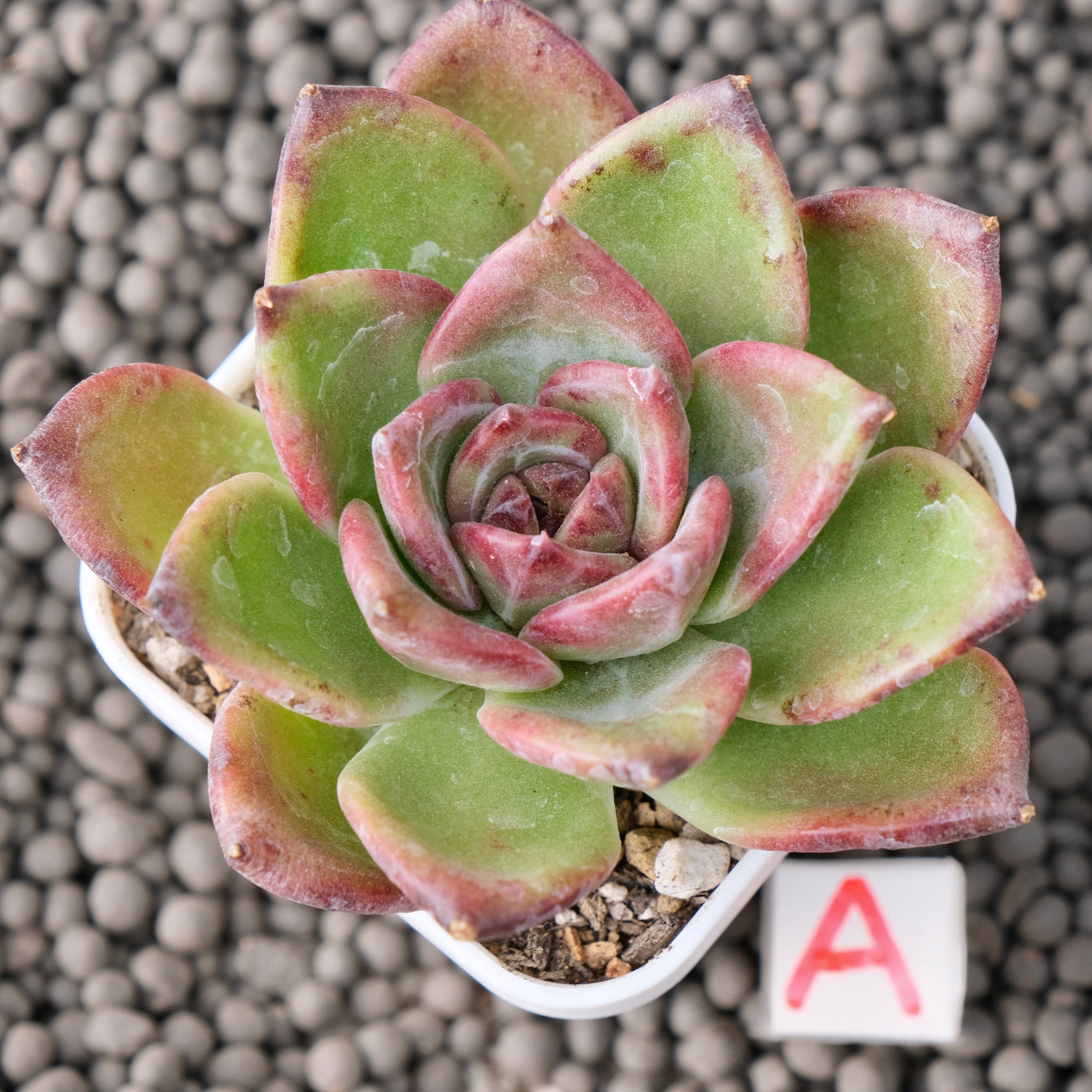 Echeveria Moila Korean Succulent Plant New Hybrid