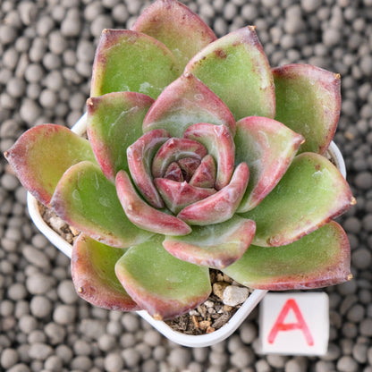 Echeveria Moila Korean Succulent Plant New Hybrid