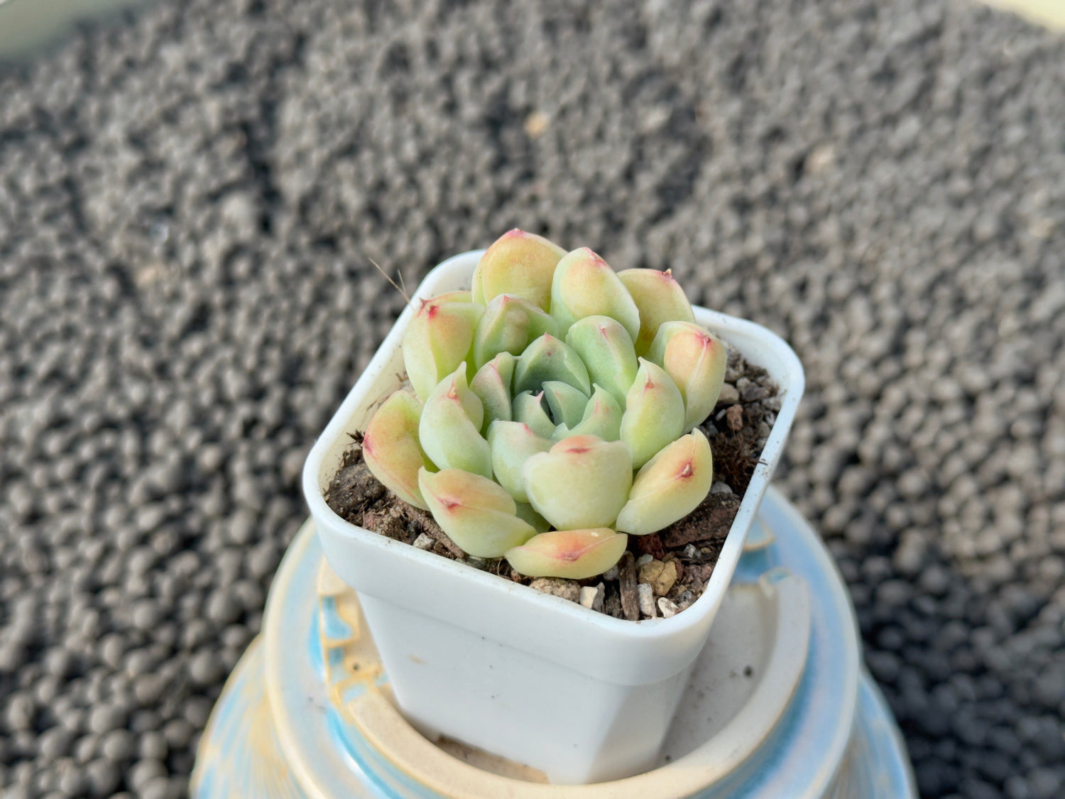 Echeveria Albidrops Korean Succulent Plant