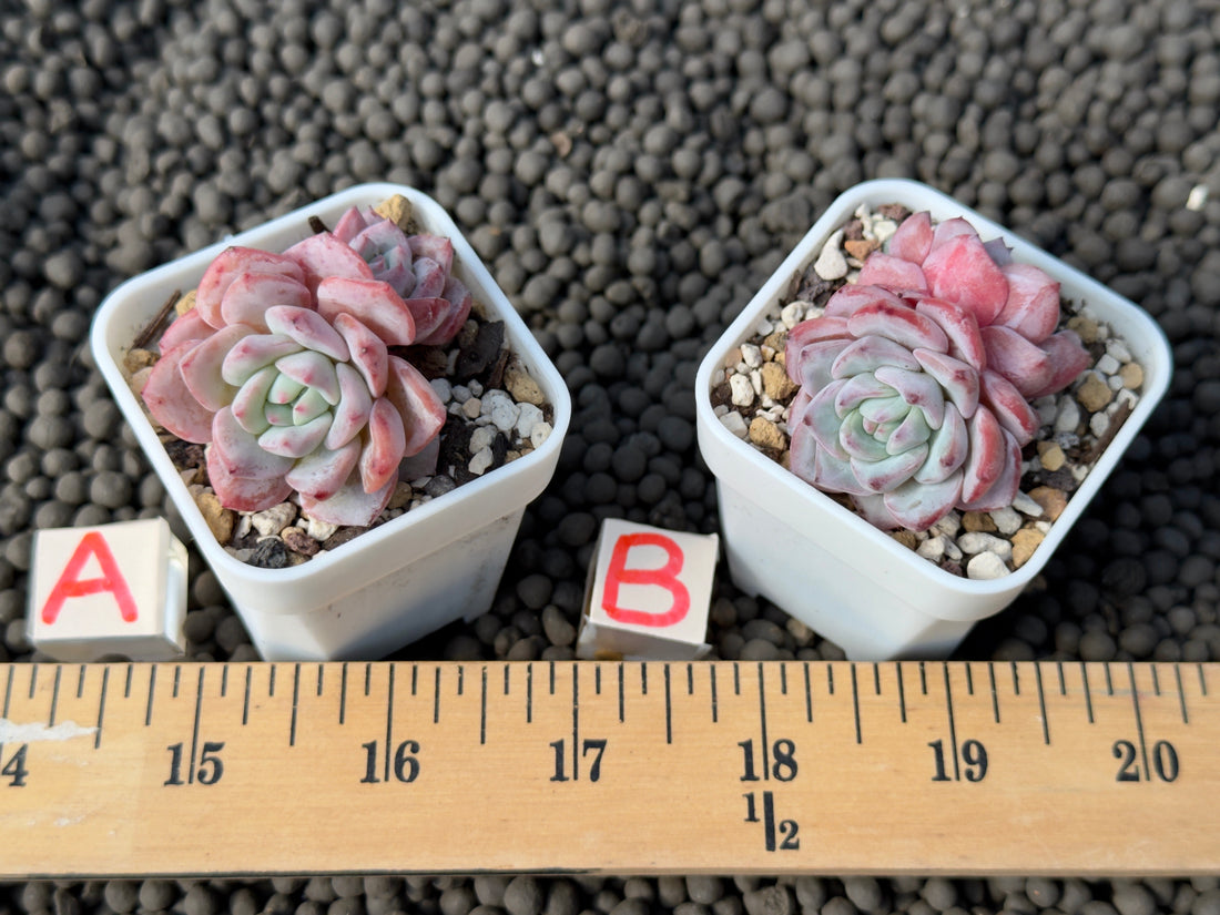 Echeveria Moby Dick Korean Succulent Plant Hwaga Hybrid