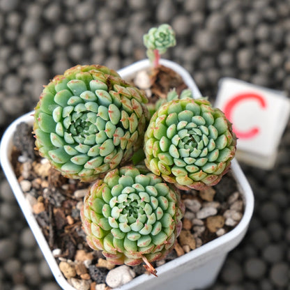 Echeveria Vincent Catto Imported Succulent Plant