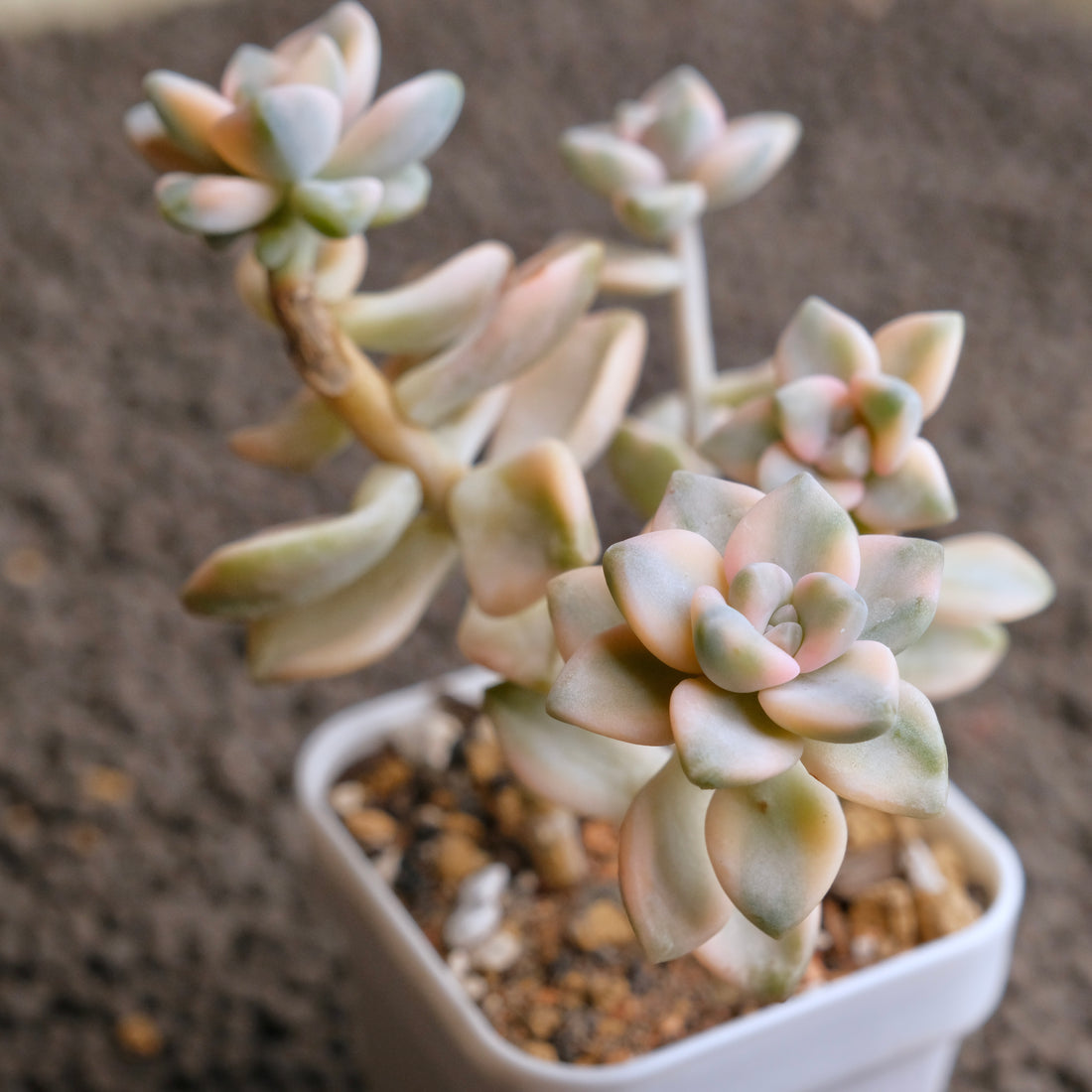 Graptoveria Titubans variegated Imported Succulent Plant - D