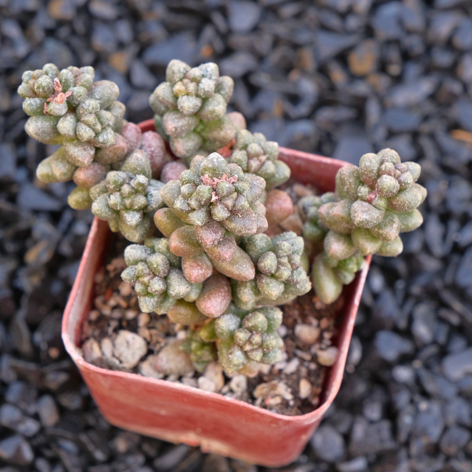 Sedum furfaceum Locally Grown Succulent Plant