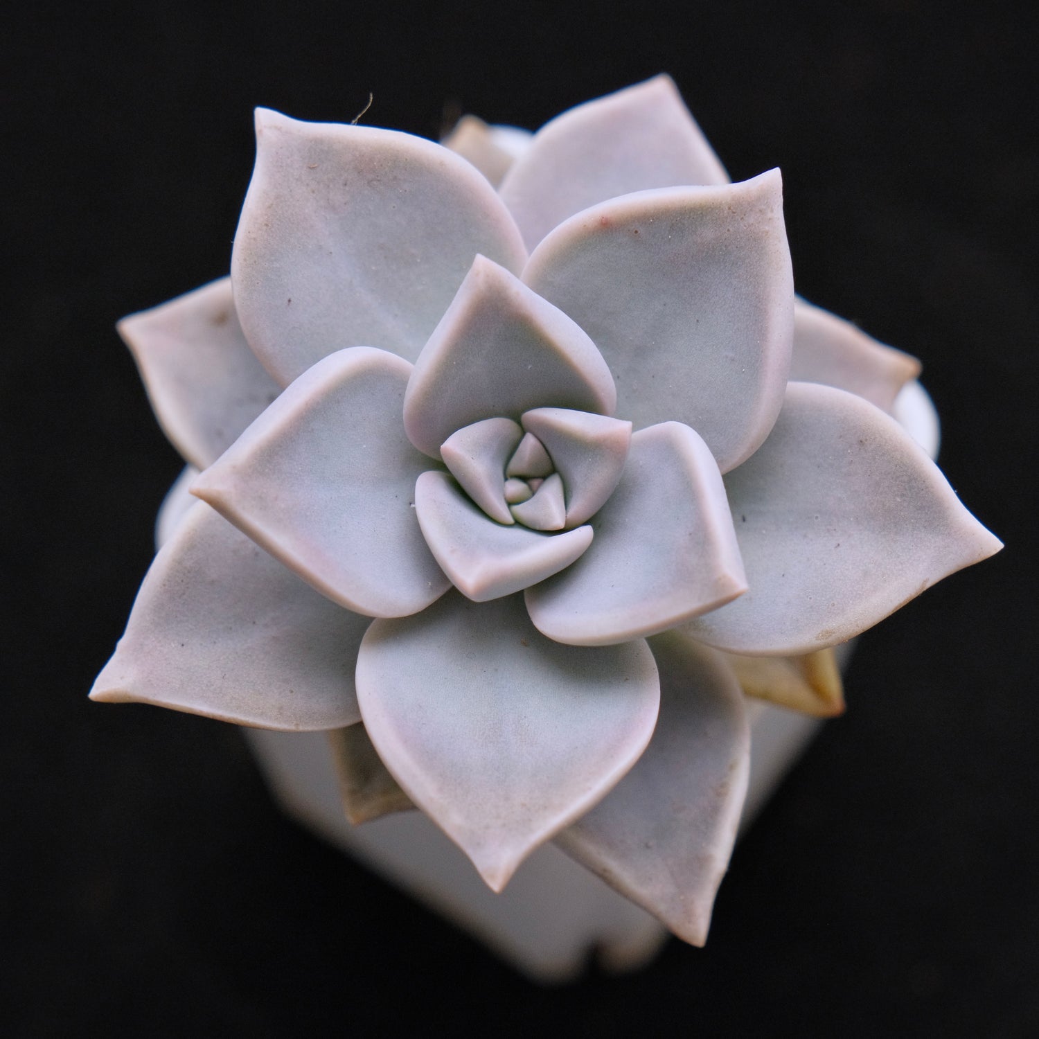 Graptopetalum paraguayense Succulent Plant