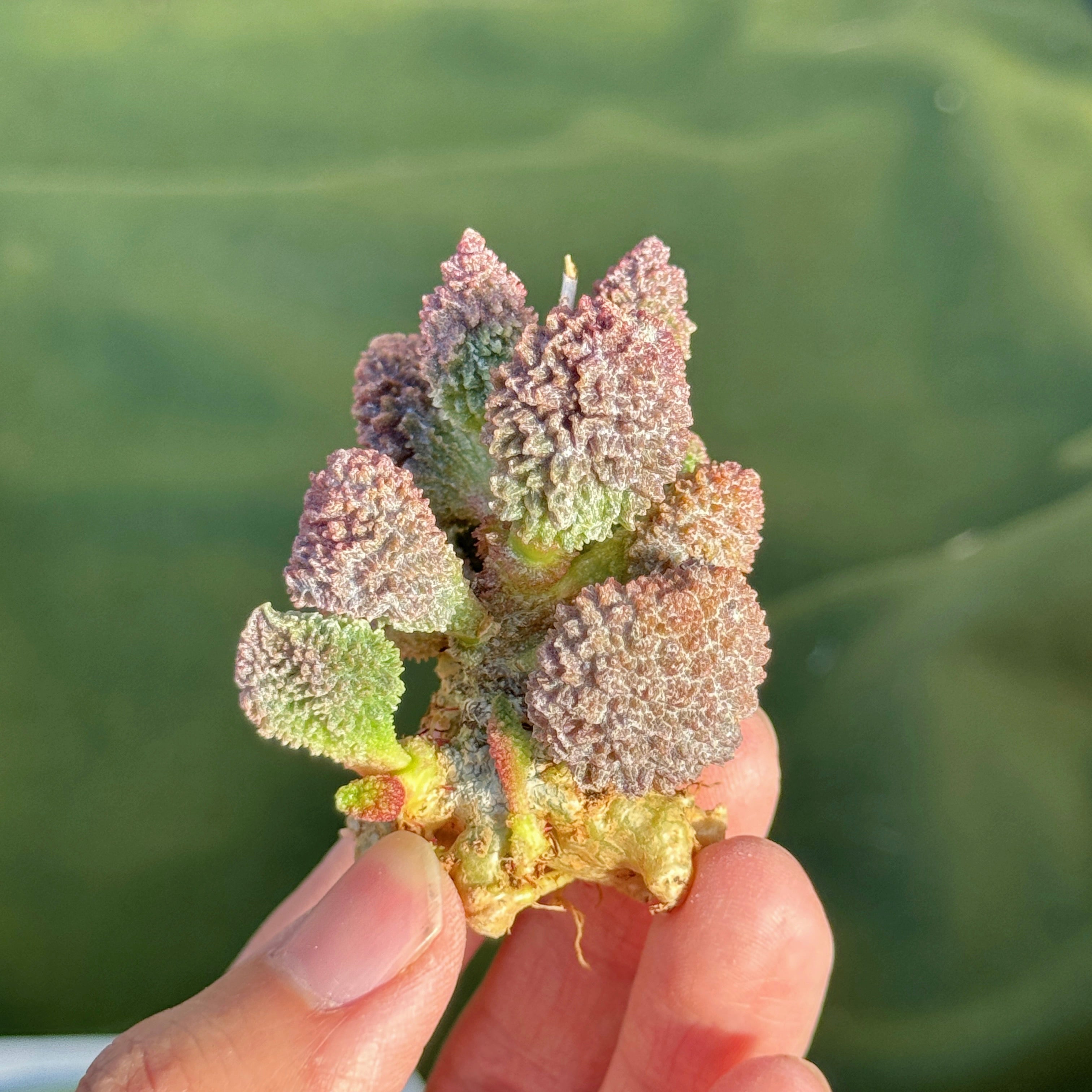 Adromischus herrei Korean Succulent Plant