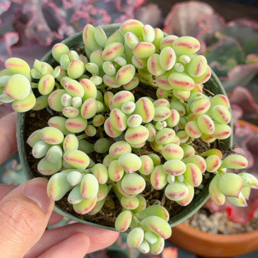 Cotyledon pendens Succulent Plant