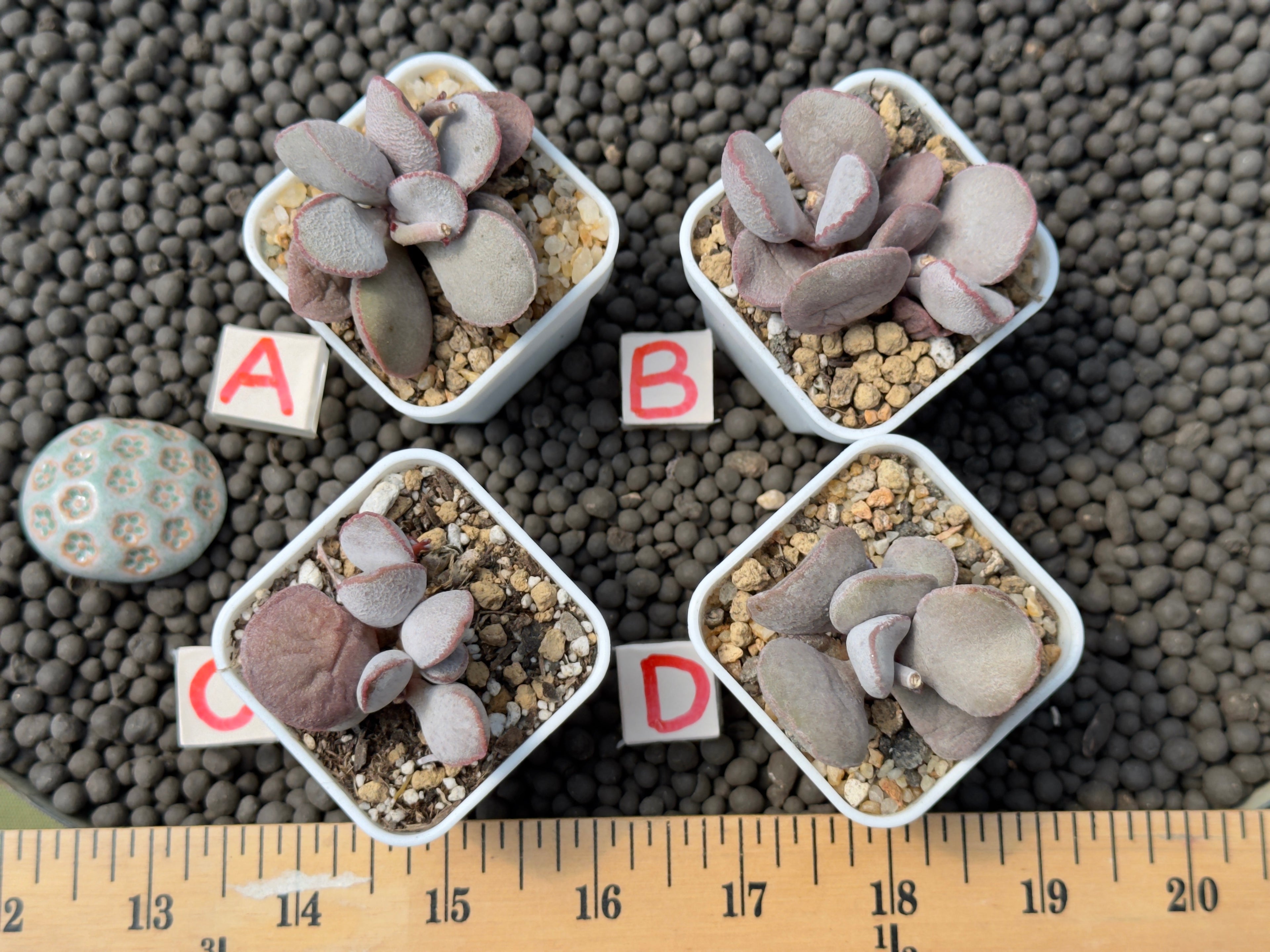 Adromischus &