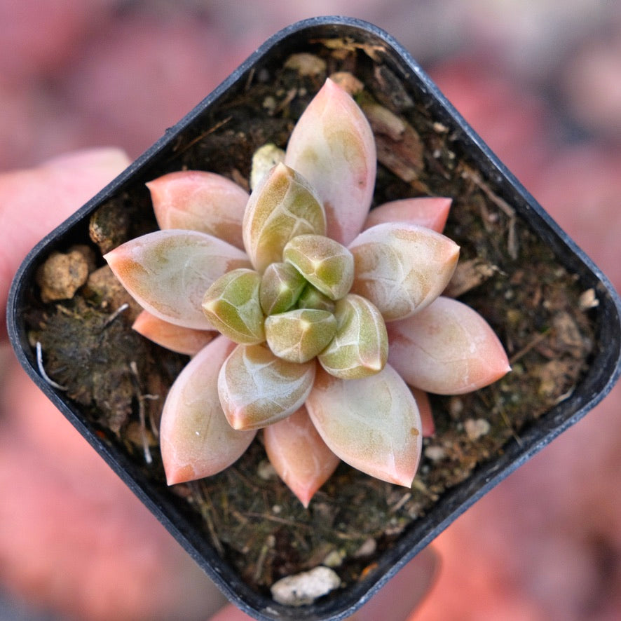 Pachyveria Bea Faceted Succulent Plant