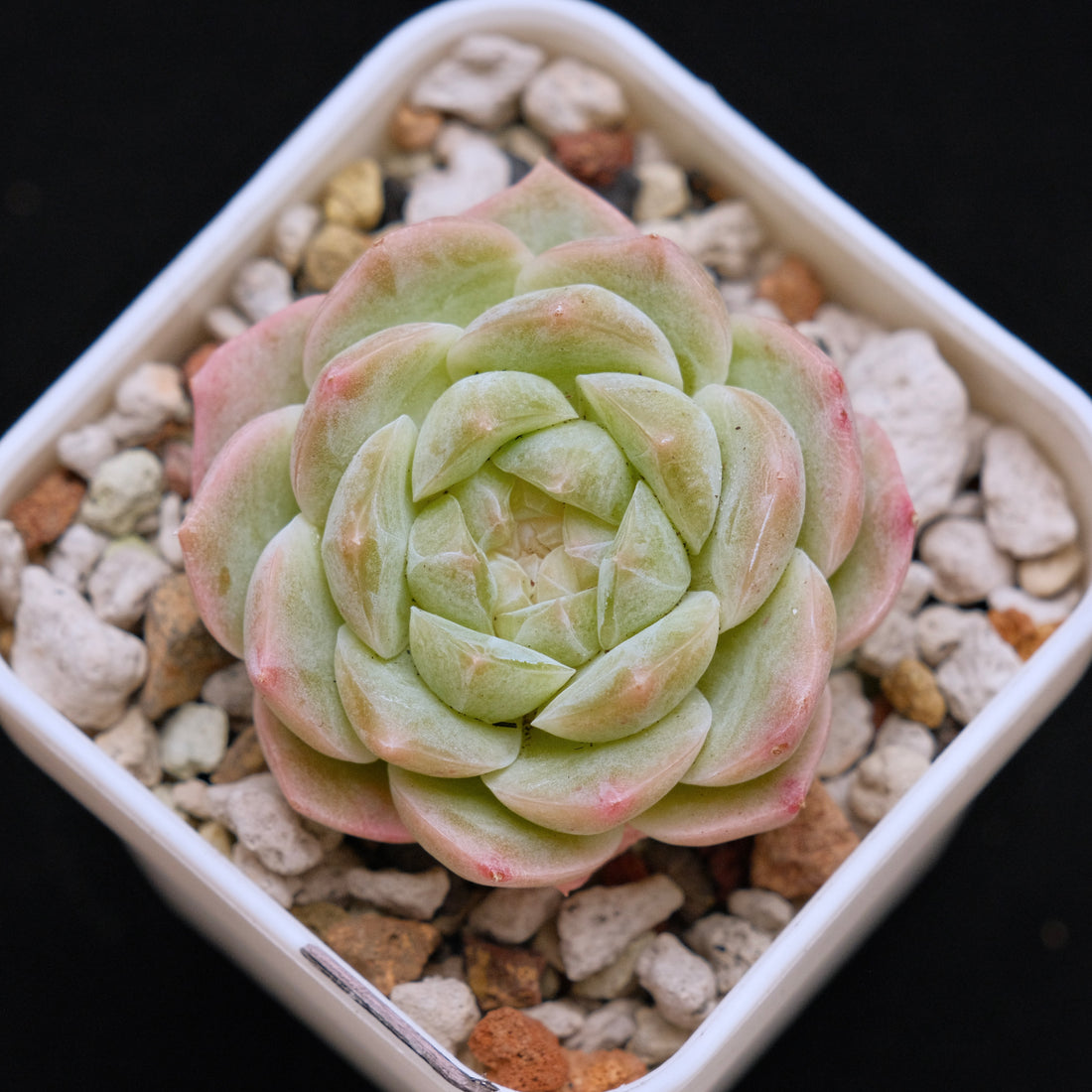 Echeveria Jelly hybrid (seedling) Imported Succulent Plant *New* 糖心杂