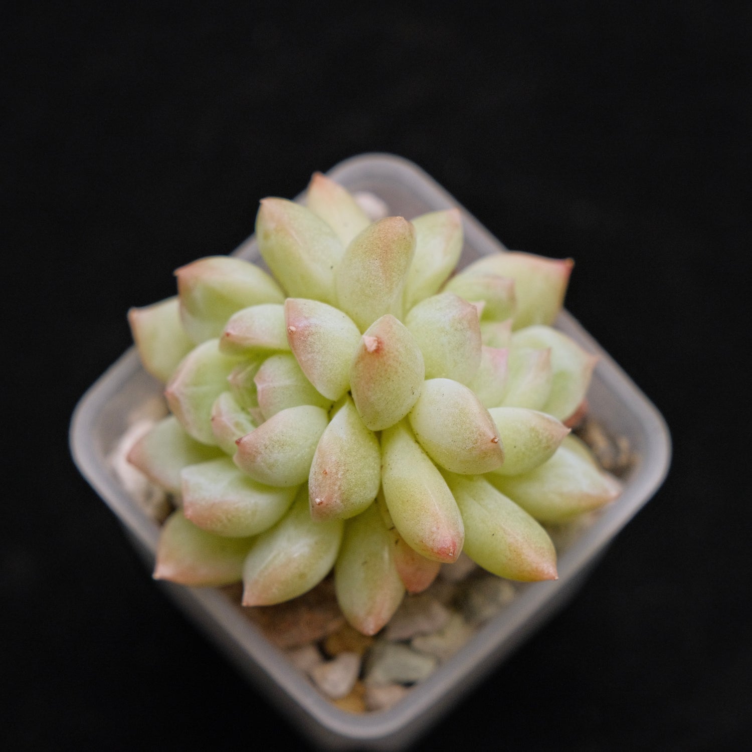 Echeveria hybrid imported Succulent Plant 溏心杂