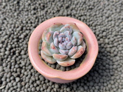 Echeveria Mochi Monroe Imported Succulent Plant