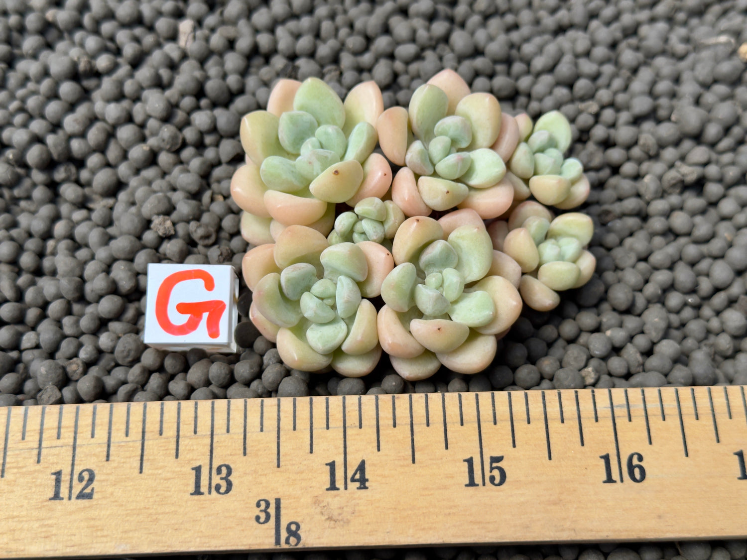 Graptosedum Bubble Gum Imported Succulent Plant