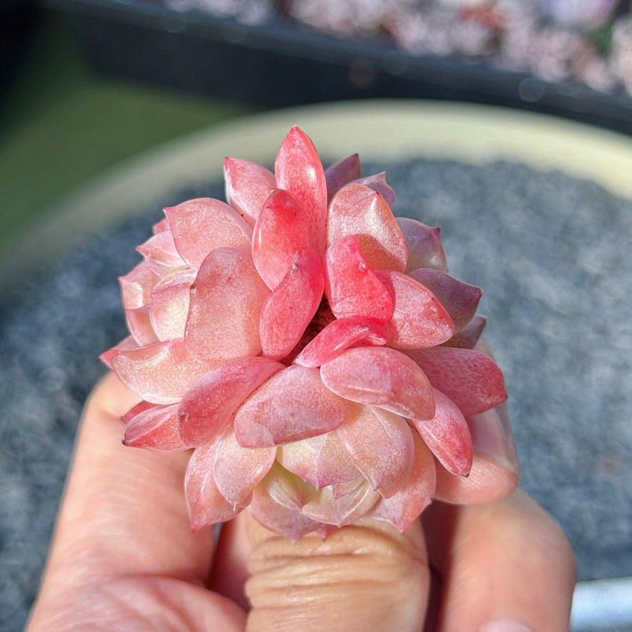 Echeveria Rosé Succulent Plant D