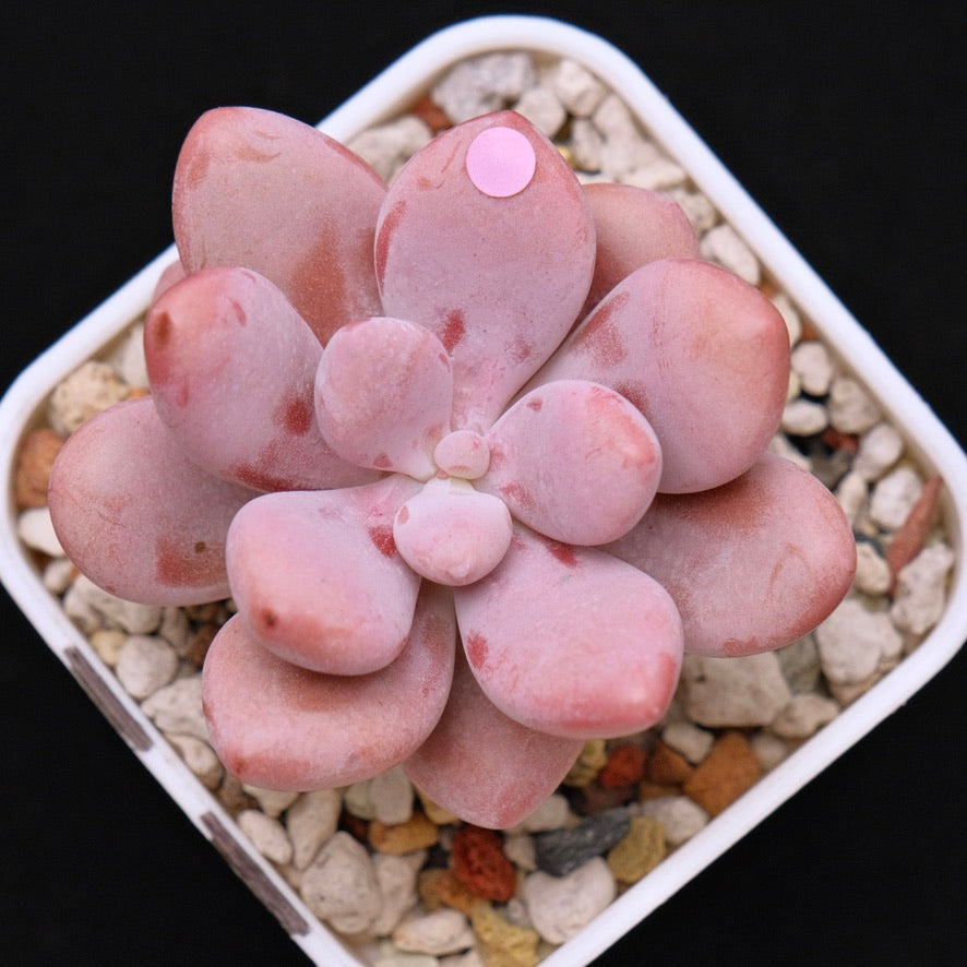 Graptopetalum Pink One Korean Succulent Plant