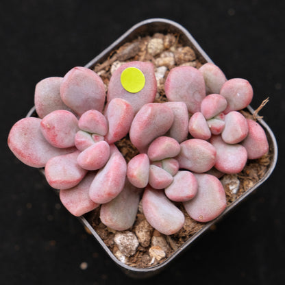 Graptopetalum Polari Heart Korean Succulent Plant