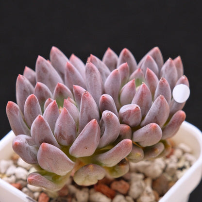 Pachyveria Angel Finger Korean Succulent Plant