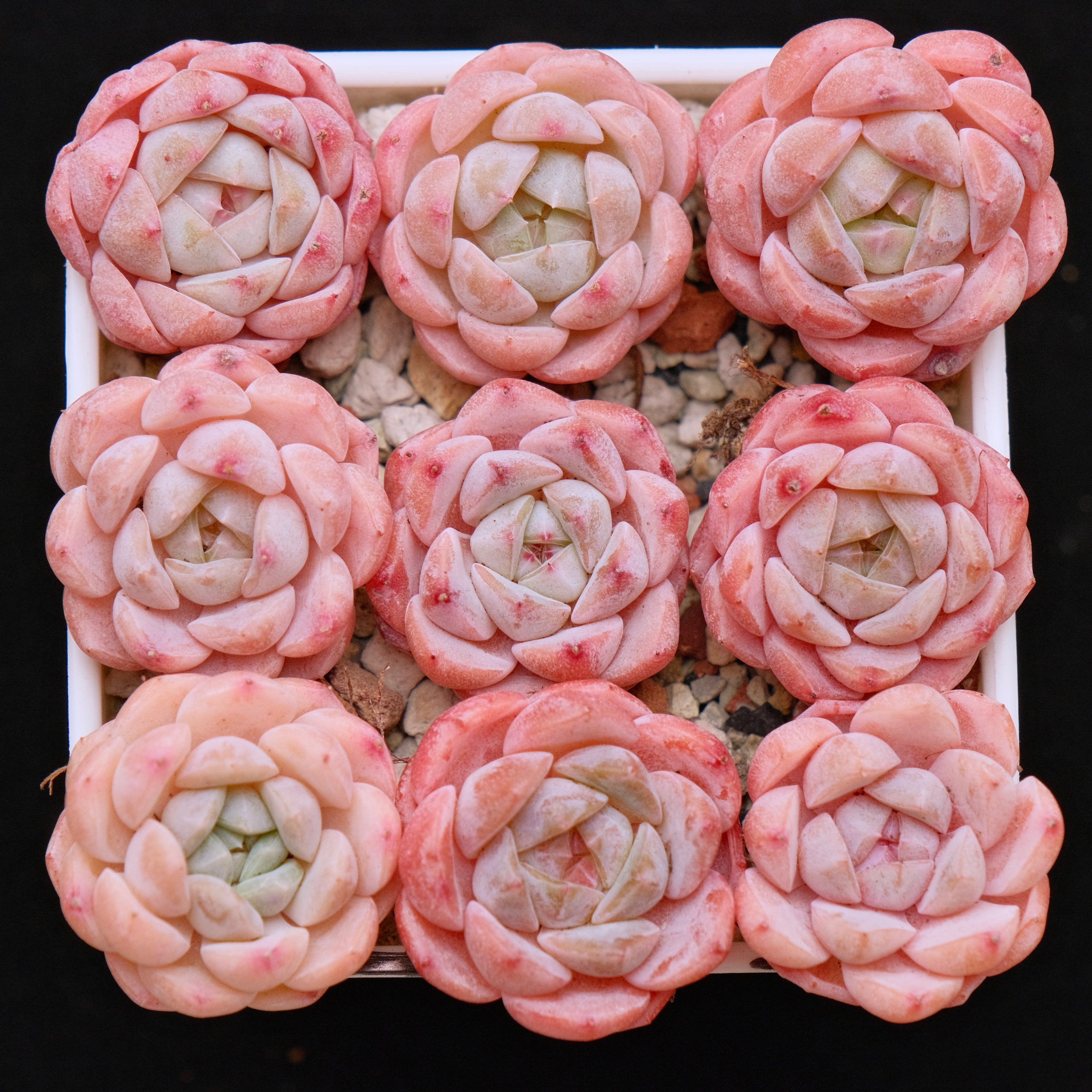 Echeveria Strawberry Jam (Small) Imported Succulent Plant *New* 草莓果酱