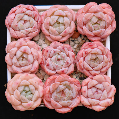 Echeveria Strawberry Jam (Small) Imported Succulent Plant *New* 草莓果酱