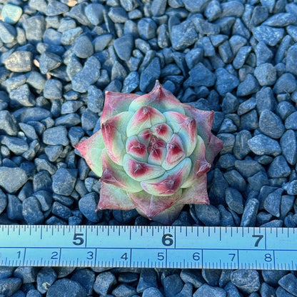 Echeveria Betelgeuse Succulent Plant *New*