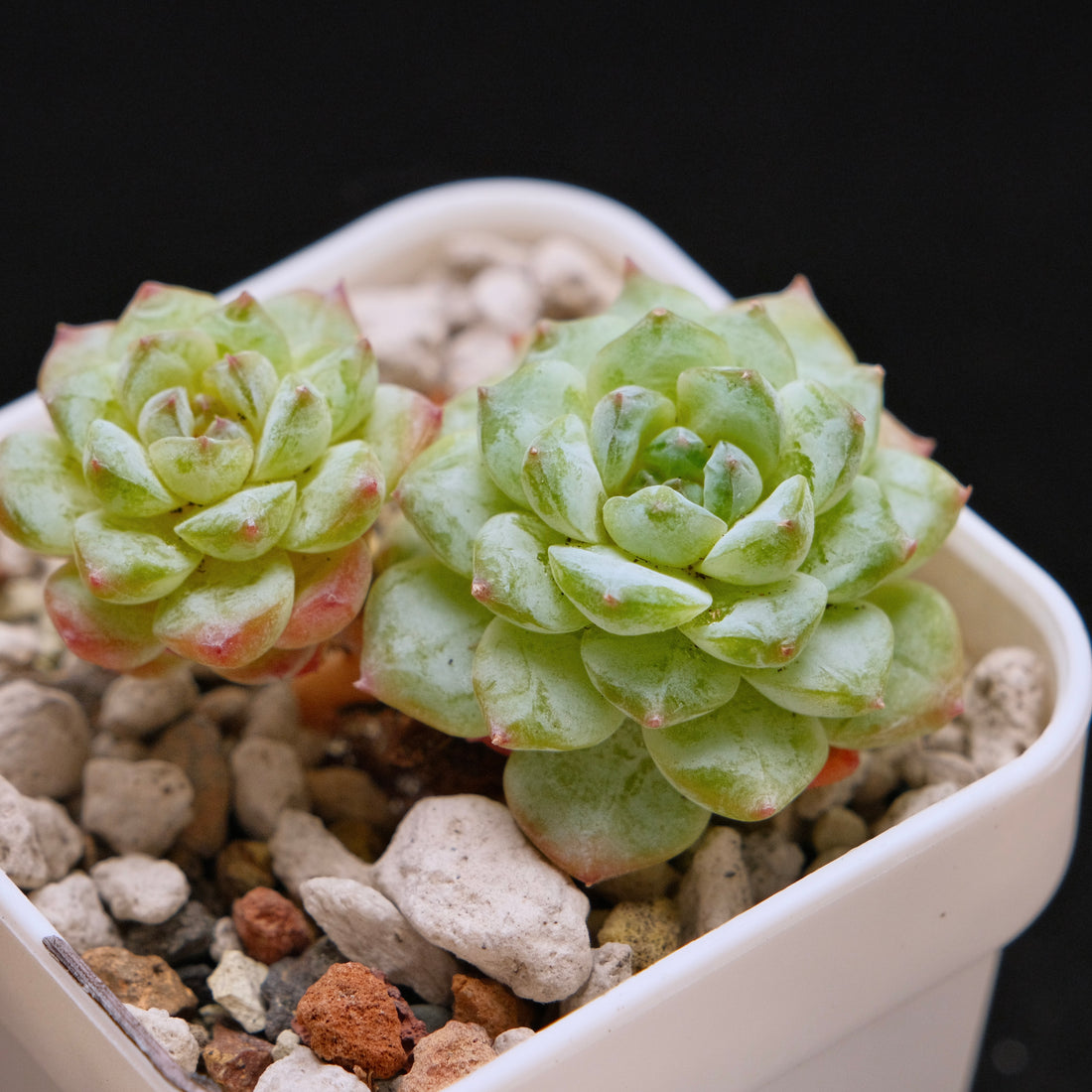 Echeveria Jelly hybrid (seedling) Imported Succulent Plant *New* 糖心杂