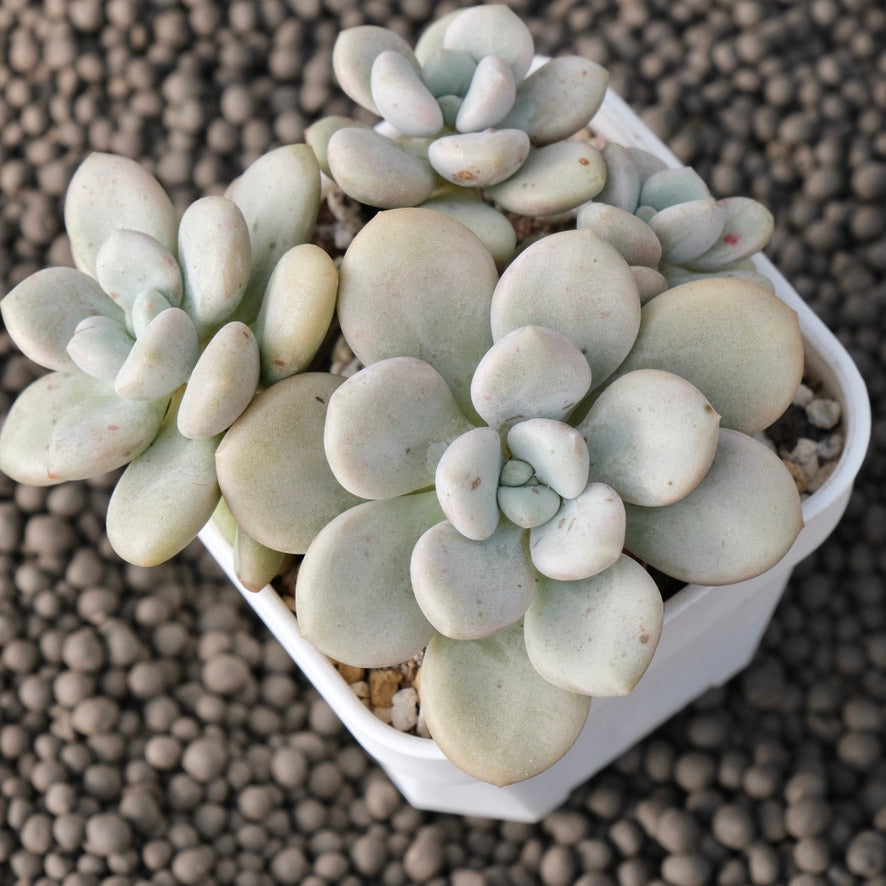 Graptoveria White Americano Korean Succulent Plant