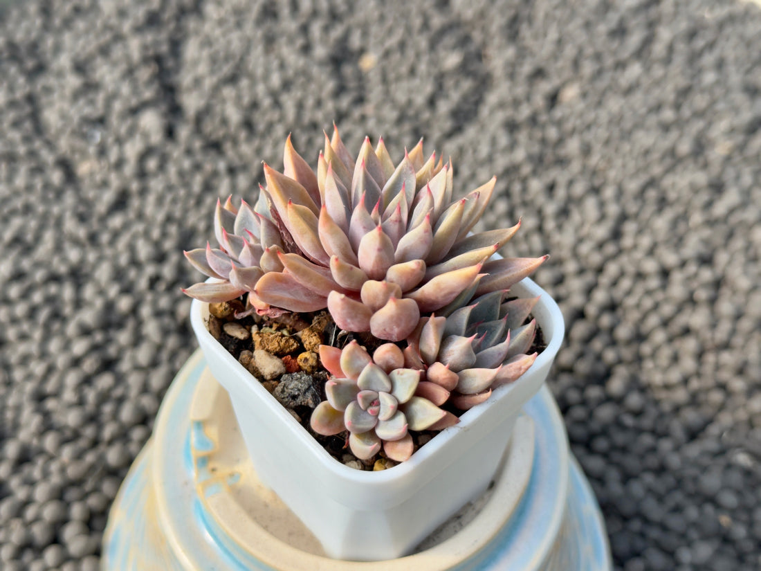 Graptoveria Resbi Korean Succulent Plant Air Magic Hybrid