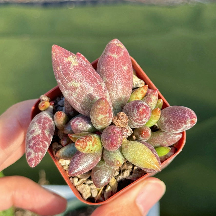 Adromischus sp Korean Succulent Plant