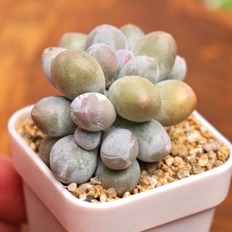 Pachyveria Sweet Mochi Imported Succulent Plant