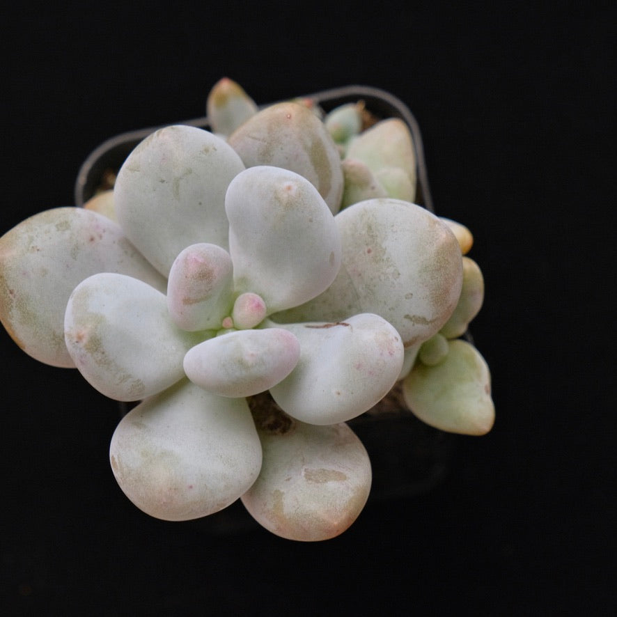 Pachyphytum oviferum + other babies Korean Succulent Plant