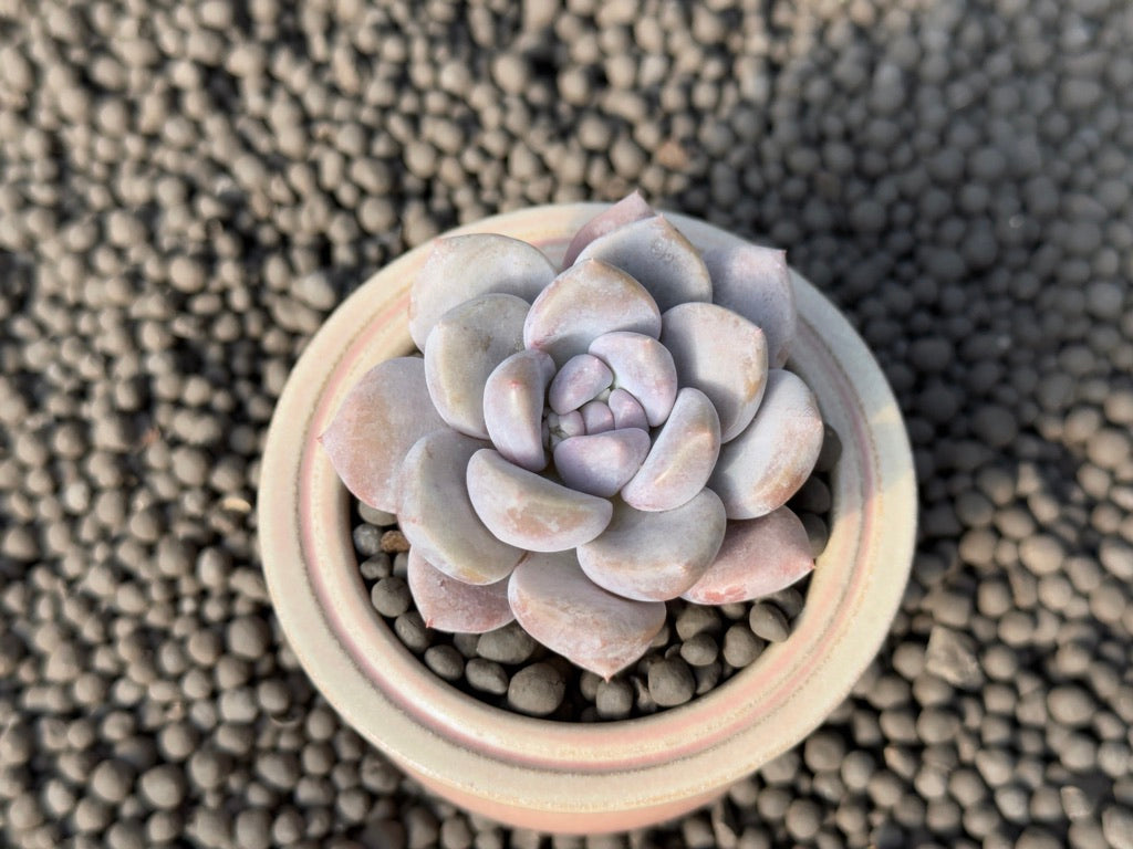 Graptoveria Amaria Korean Succulent Plant Air Magic Hybrid