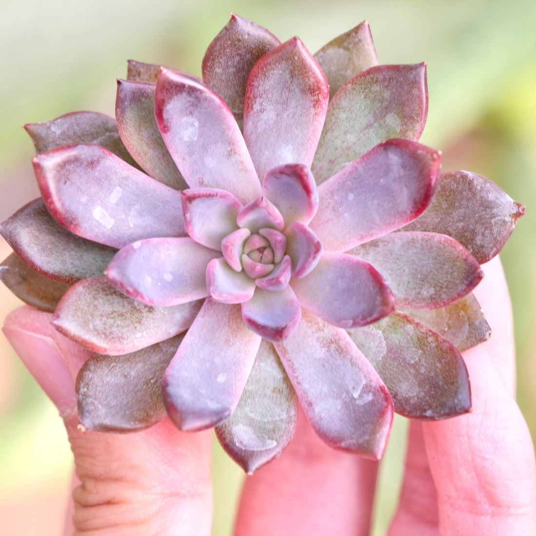 Echeveria Black Zaragoza Korean Succulent Plant Changhee hybrid