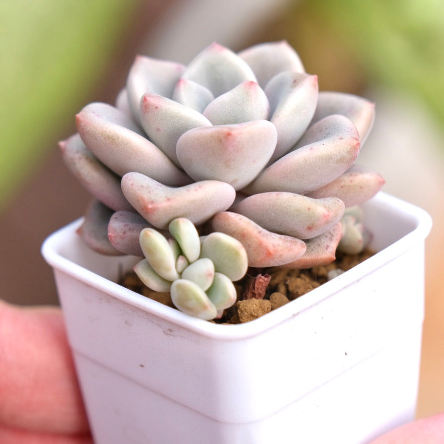 Graptoveria Pink Rosa Korean Succulent Plant Hwaga hybrid