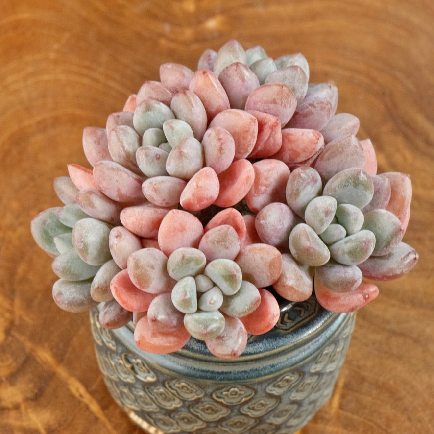 Graptoveria Amor Fati cluster Imported Succulent Plant