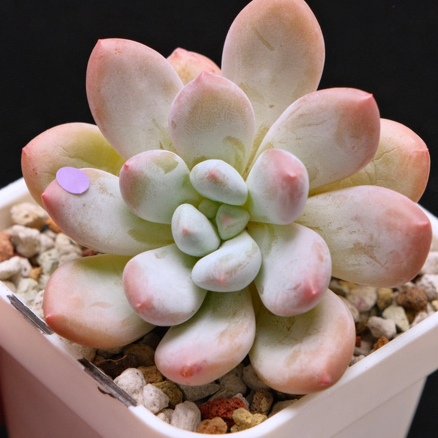 Pachyphytum Frevel Korean Succulent Plant