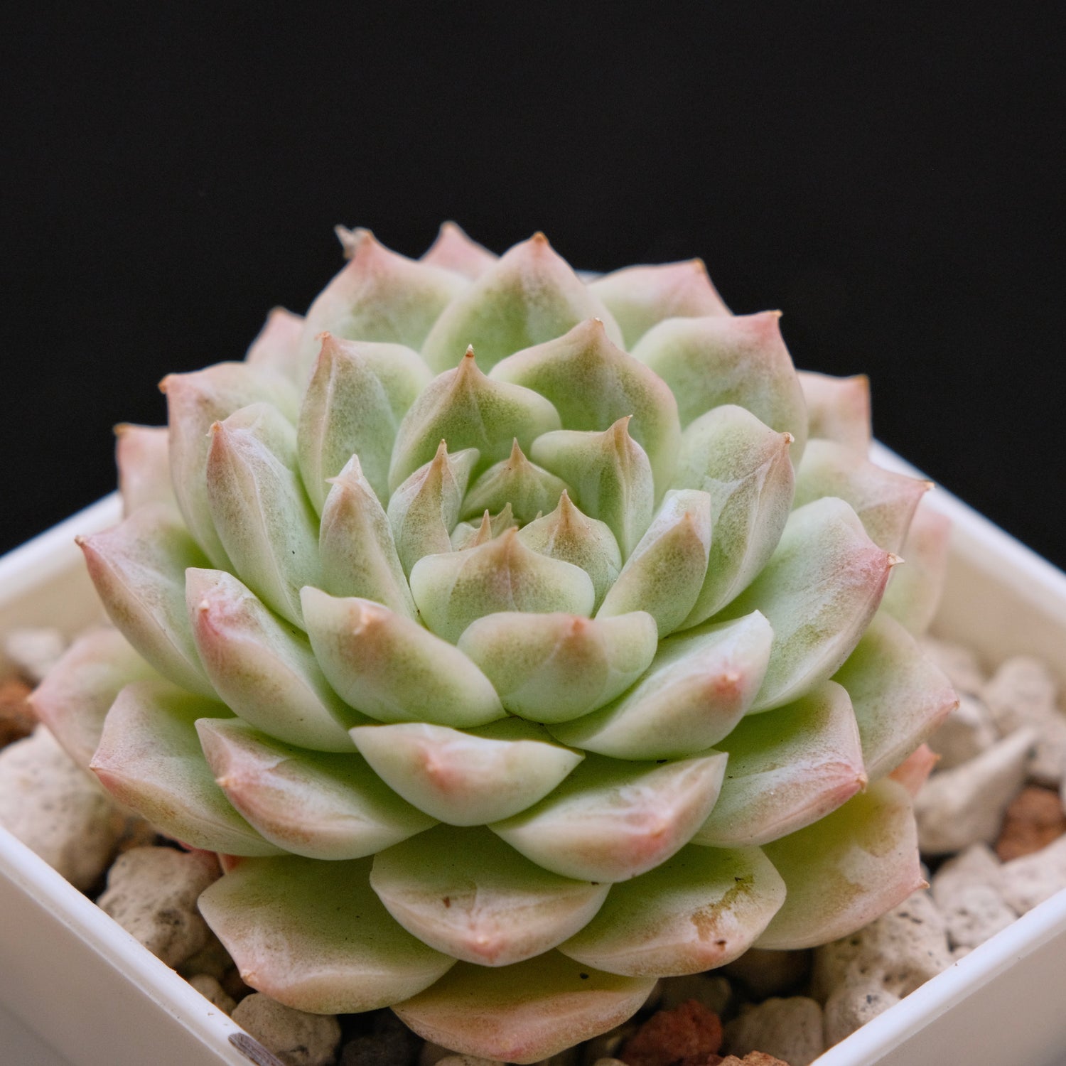 Echeveria hybrid Imported Succulent Plant 溏心杂