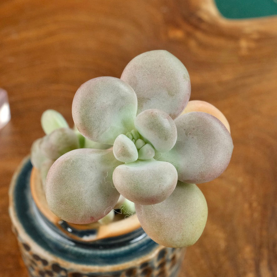 Graptoveria White Americano Korean Succulent Plant