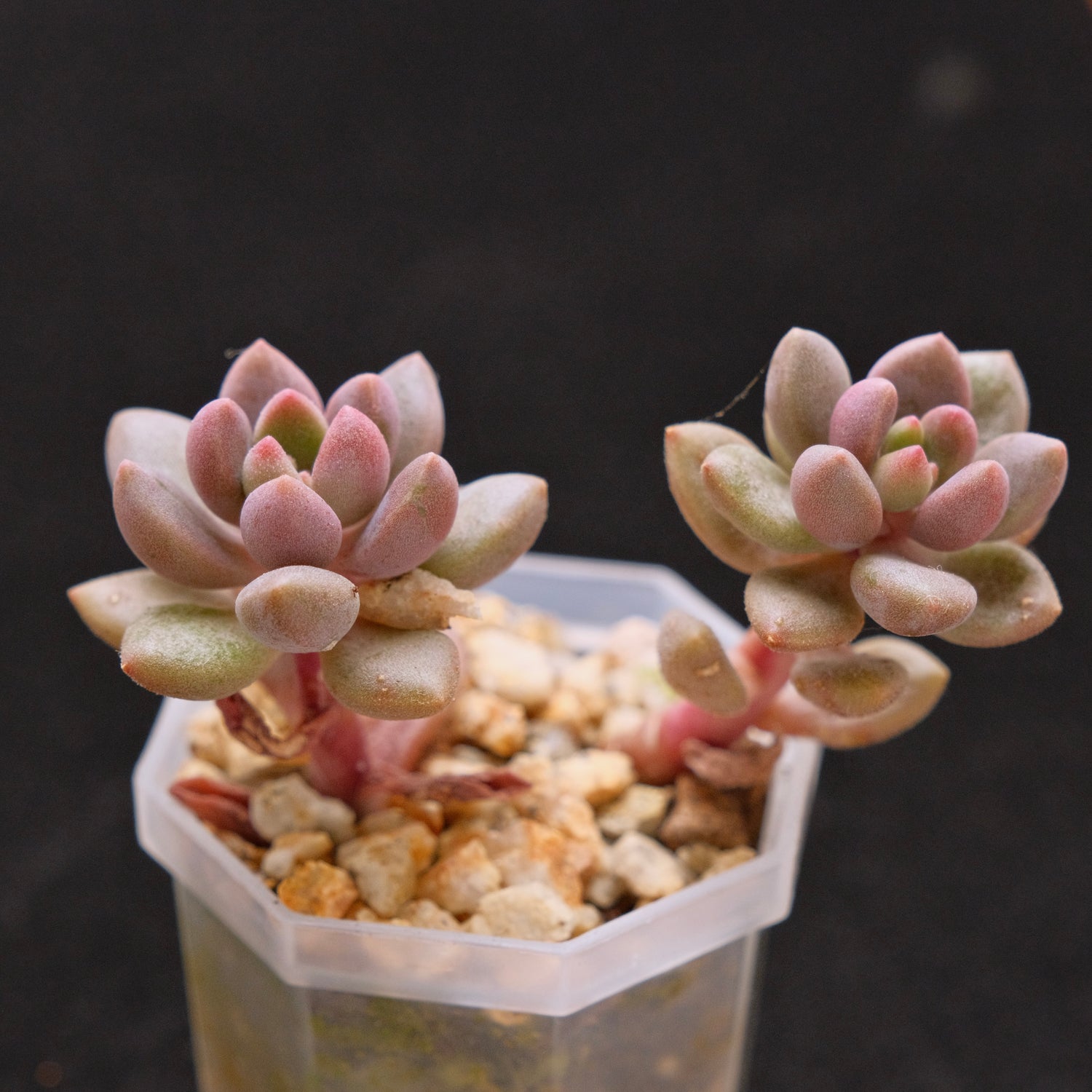 Graptosedum Angels Kiwi Korean Succulent Plant Air Magic hybrid