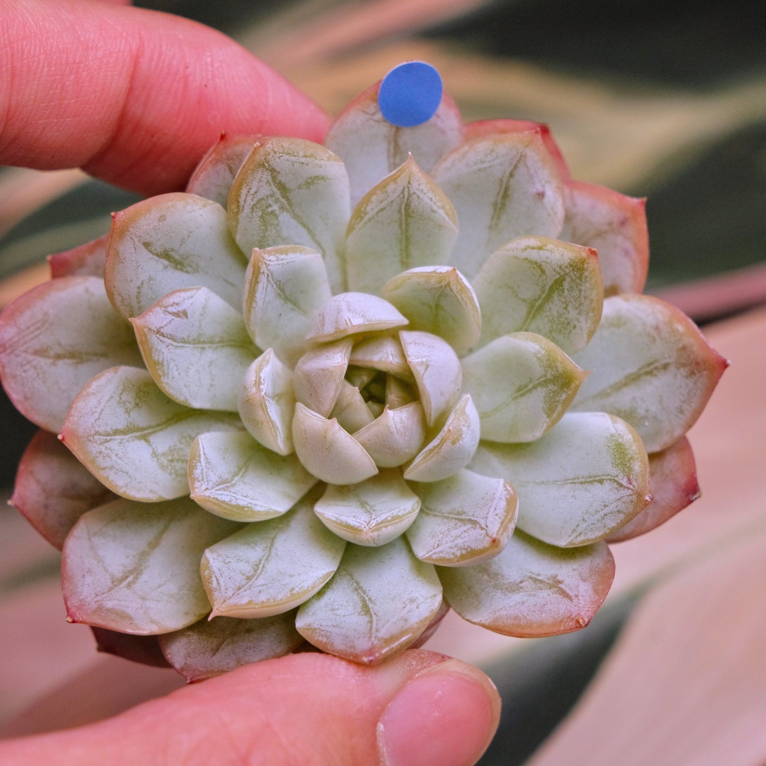 Echeveria Ode to Star Korean Succulent Plant *New*