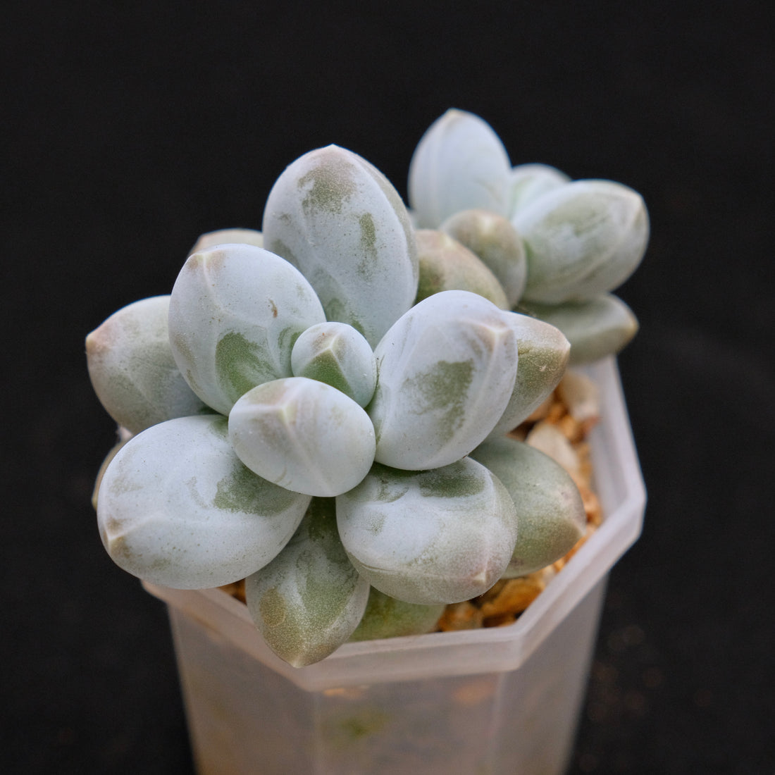 Pachyphytum Fresh Ball Korean Succulent Plant