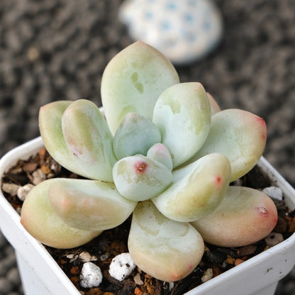 Pachyphytum Frevel Korean Succulent Plant