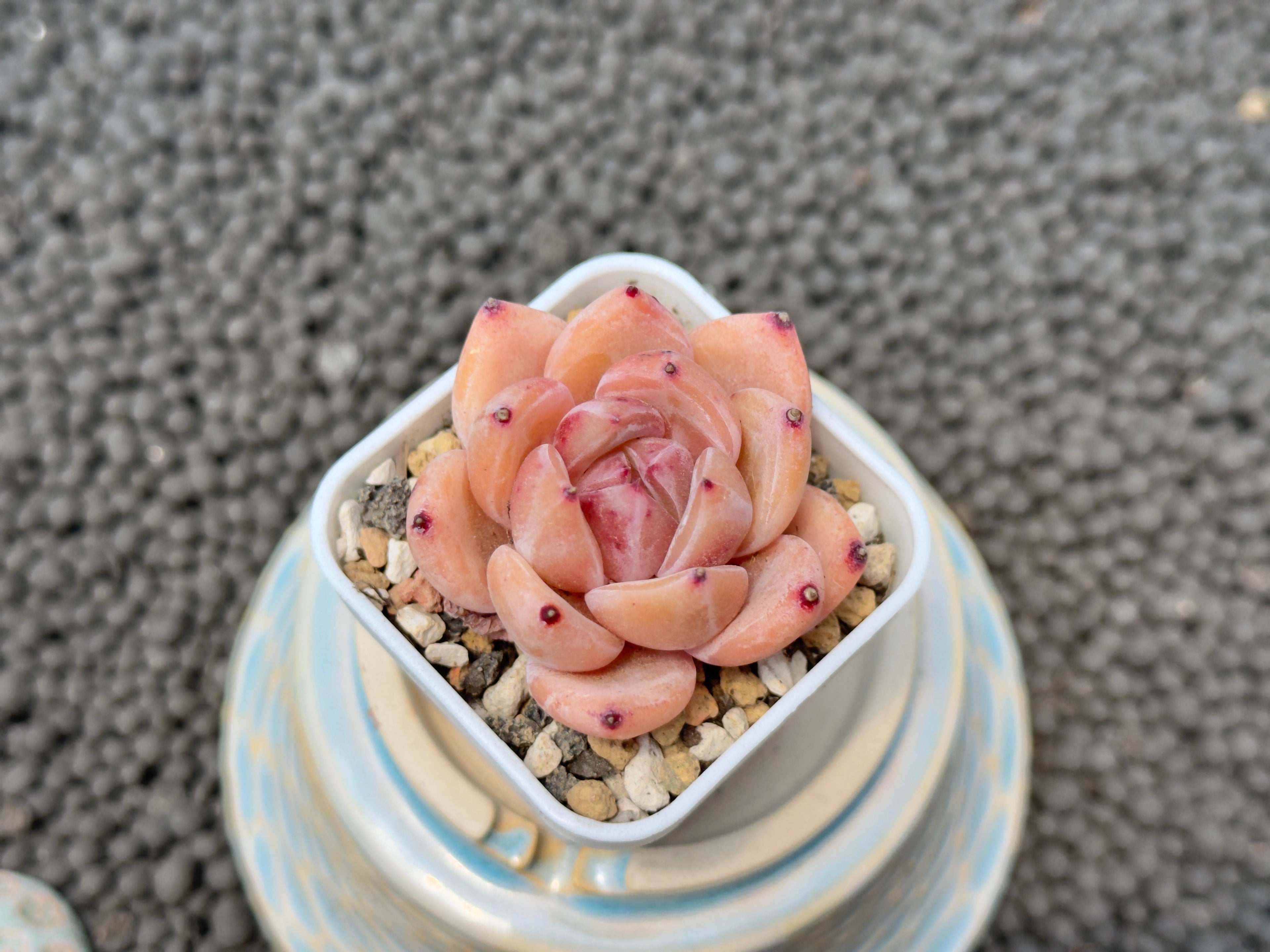 Echeveria Aries Imported Succulent Plant