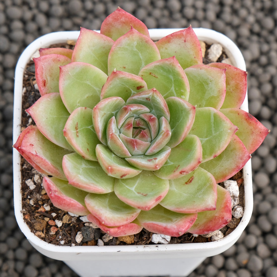 Echeveria Colorado Korean Succulent Plant Changhee Hybrid